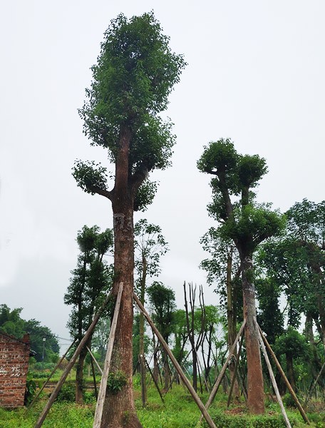 移植香樟