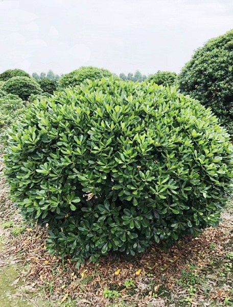 海桐球