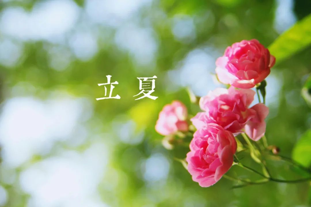 养护 | 立夏后园林苗木养护重点(图1)